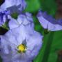 Nightshade (Solanum xanti): Every part of this native plant is extremely poisonous–especially the root.